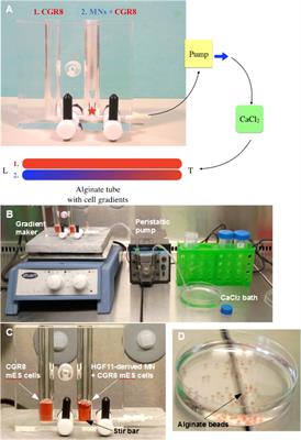 A Fiber Alginate Co-culture Platform for the Differentiation of mESC and Modeling of the Neural Tube